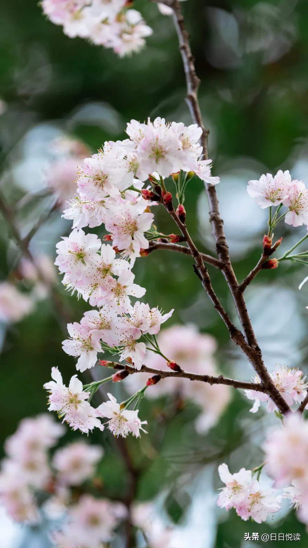 湖北荆州：石首“繁花”上大分↑即将刷爆朋友圈！