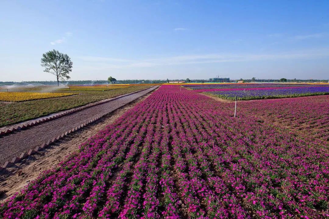 乡村振兴和巩固脱贫攻坚典型案例,人民网2022年乡村振兴示范案例