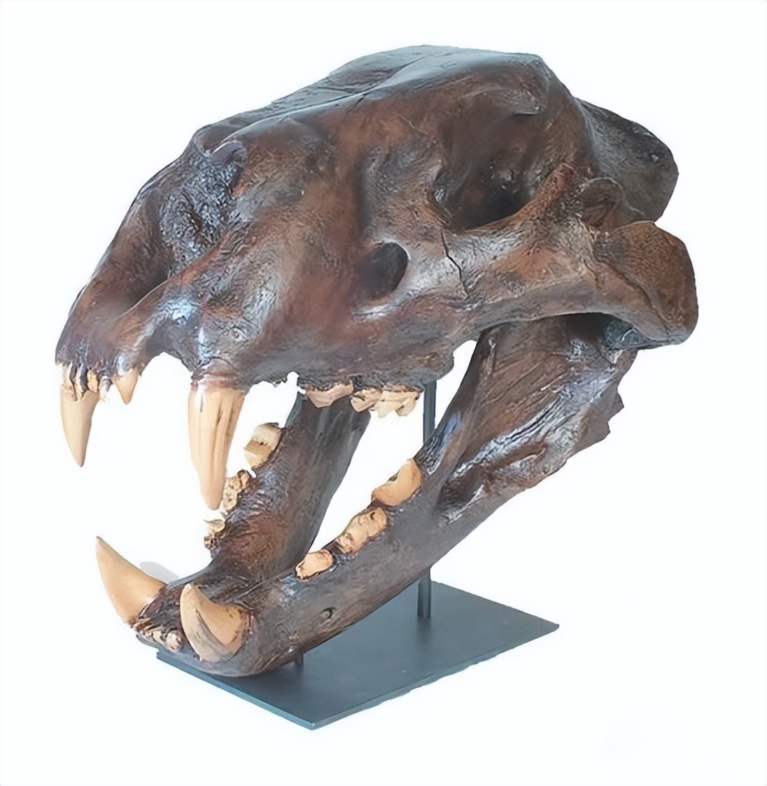 残暴狮世界上最大的猫科动物,狮虎兽世界最大猫科动物