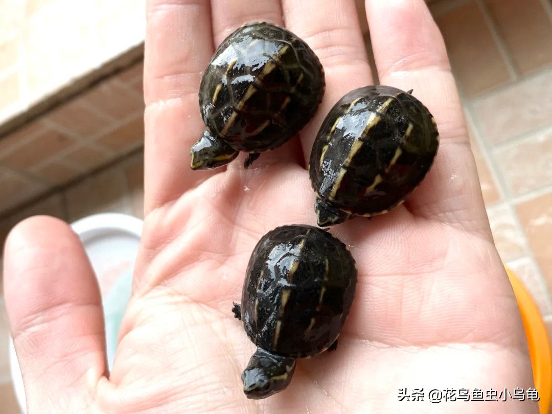 果核龟和果盔龟区别,果核泥龟世界上最小的乌龟