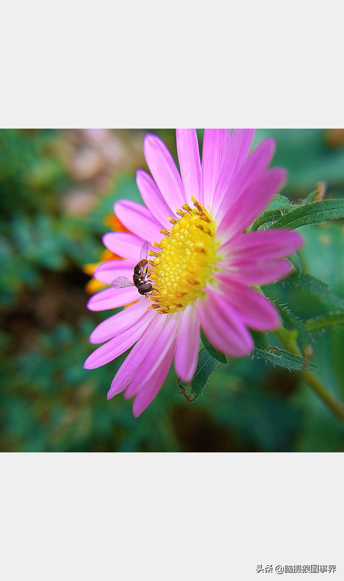 手机拍照不清晰怎么才能拍的好看,vivo手机拍照模糊怎样才能变清晰