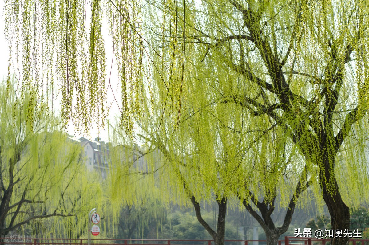 让人惊艳的春天古诗词,诗词里的唯美意境春天