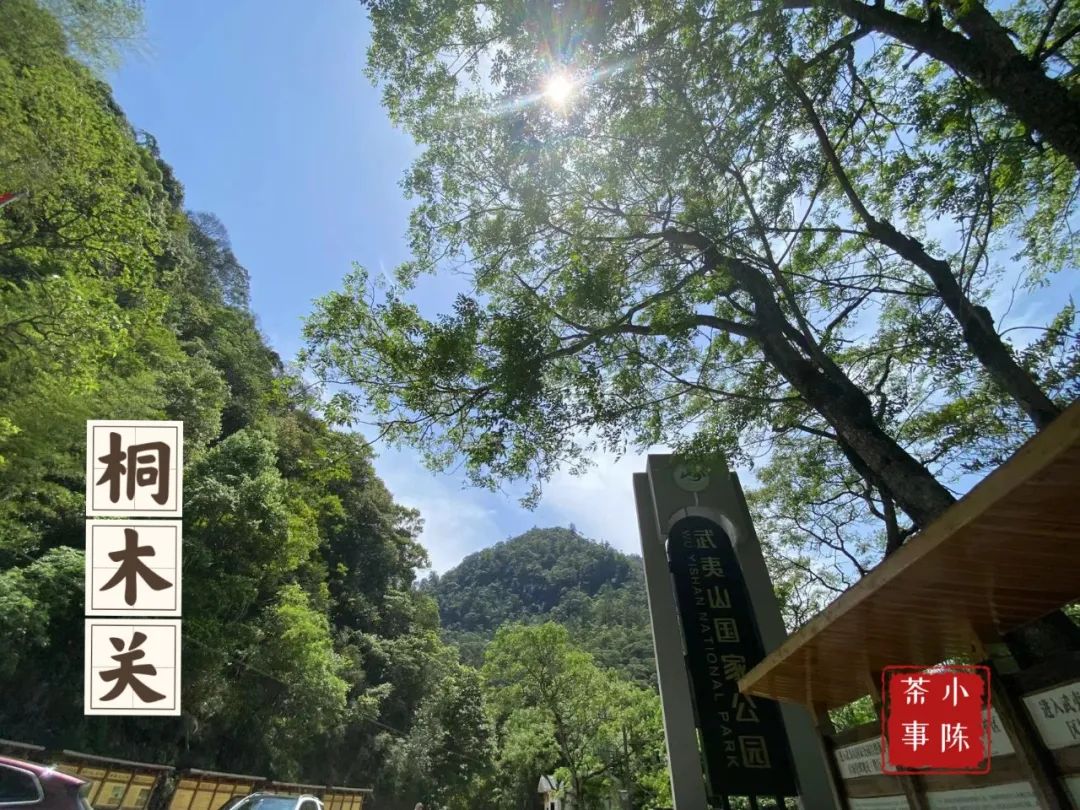 同样是金骏眉为啥桐木关的比较贵,金骏眉武夷山桐木关