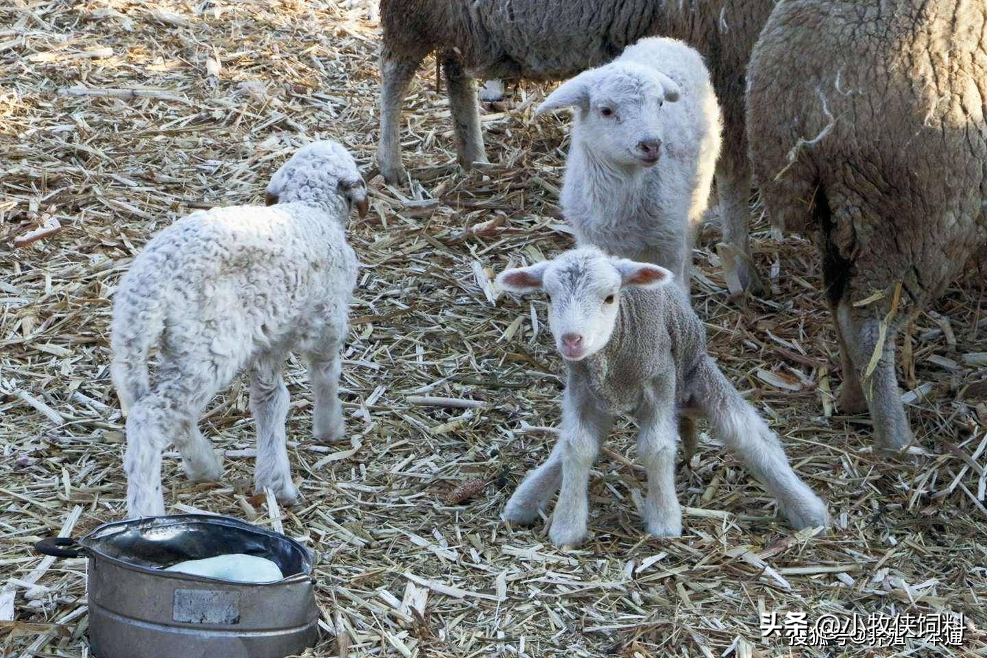 羊特别瘦是什么原因,羊瘦长得慢怎么办