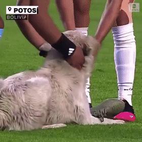 狗子冲进球场,狗子闯进足球比赛