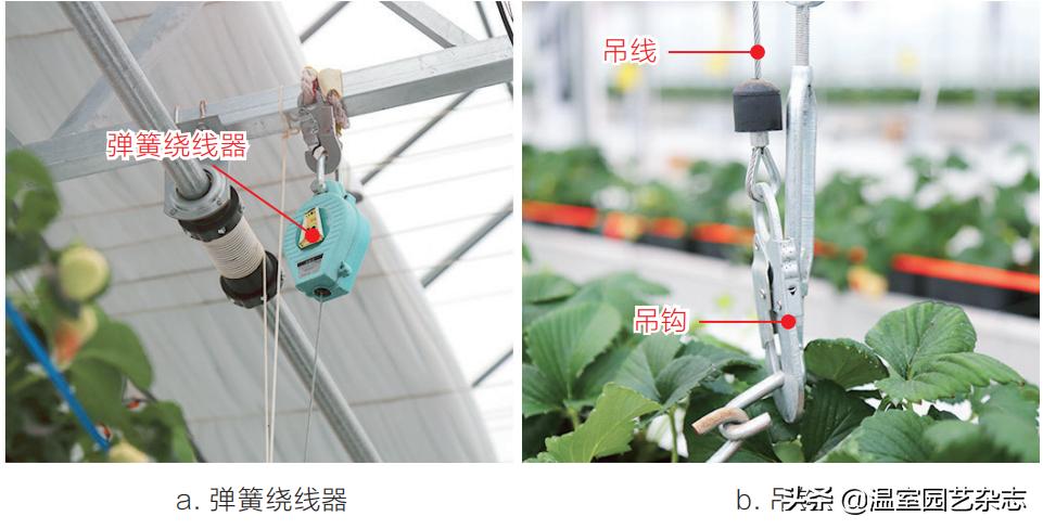 关注｜可升降的观光型草莓吊架，你见过吗？