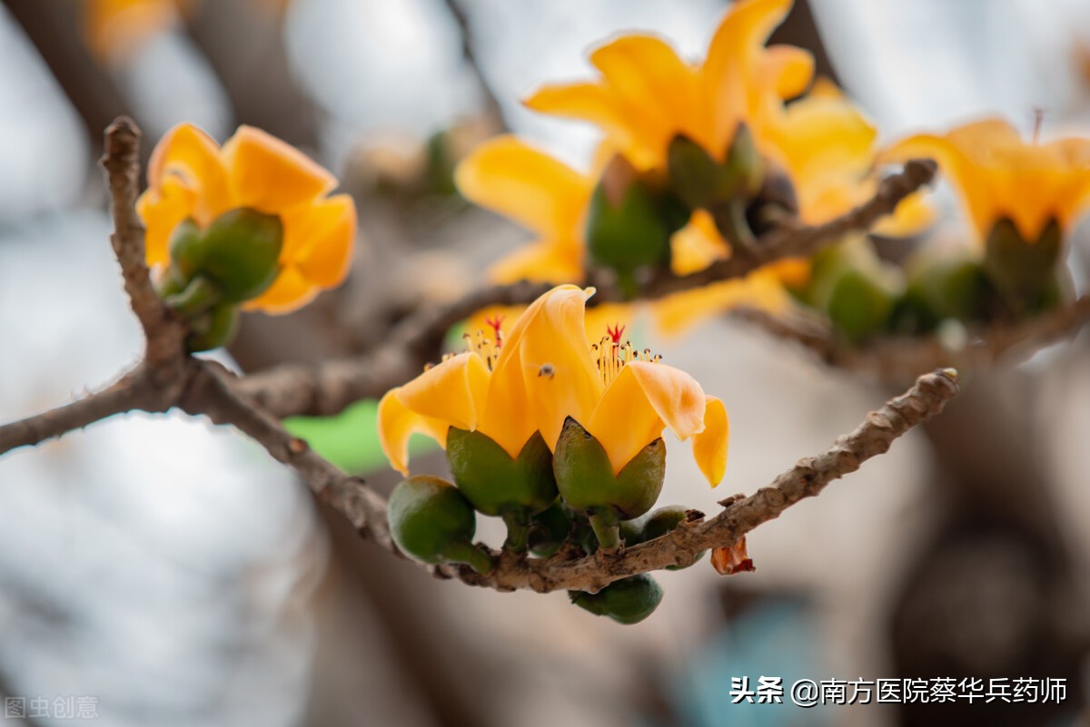 木棉花可以治痔疮吗,木棉花治痔疮什么用法