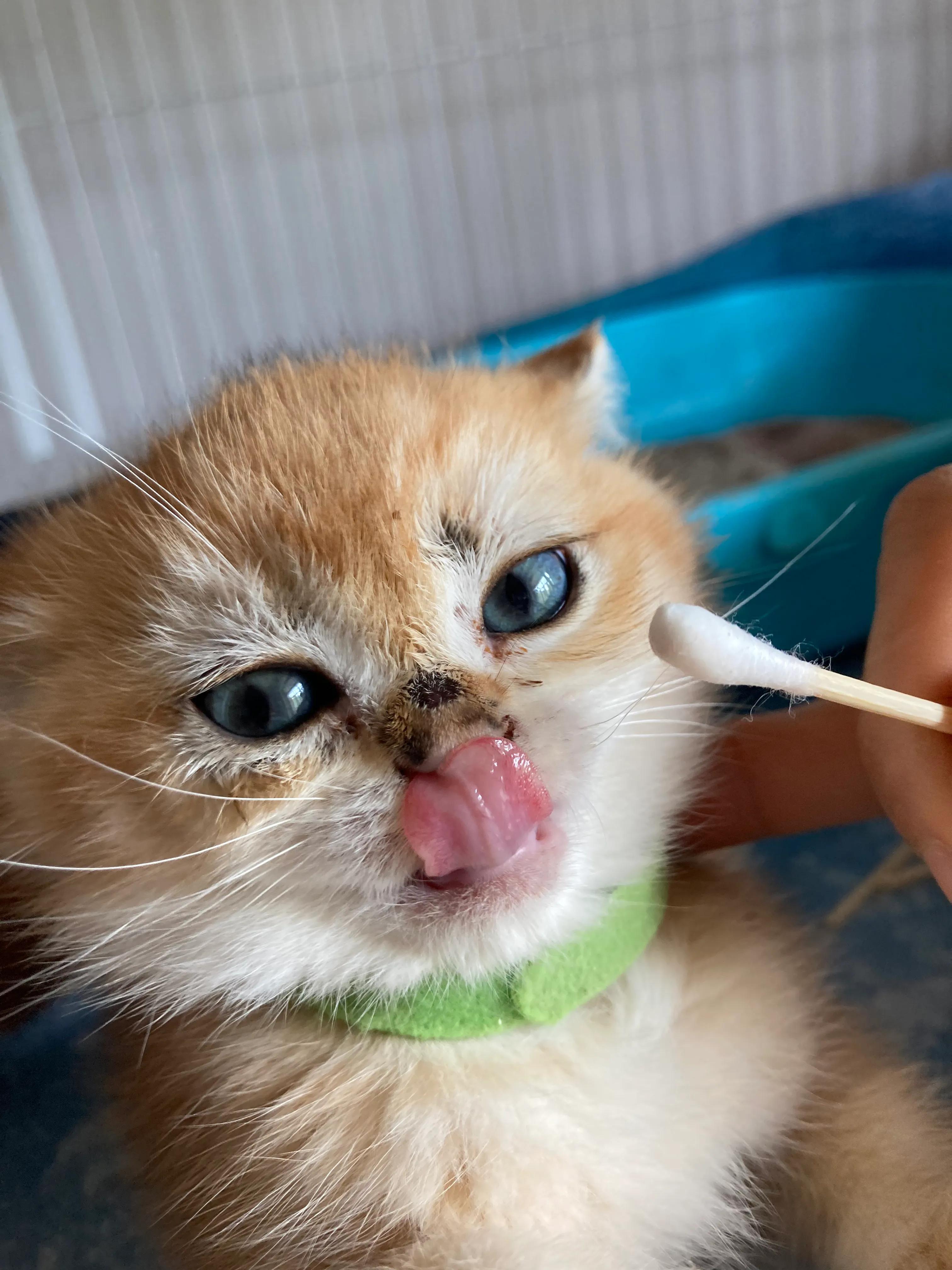 养猫螨虫过敏怎么解决,养猫有螨虫猫毛怎么处理