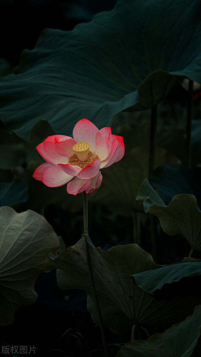 荷花图片禅意荷花,最美意境荷花图片大全