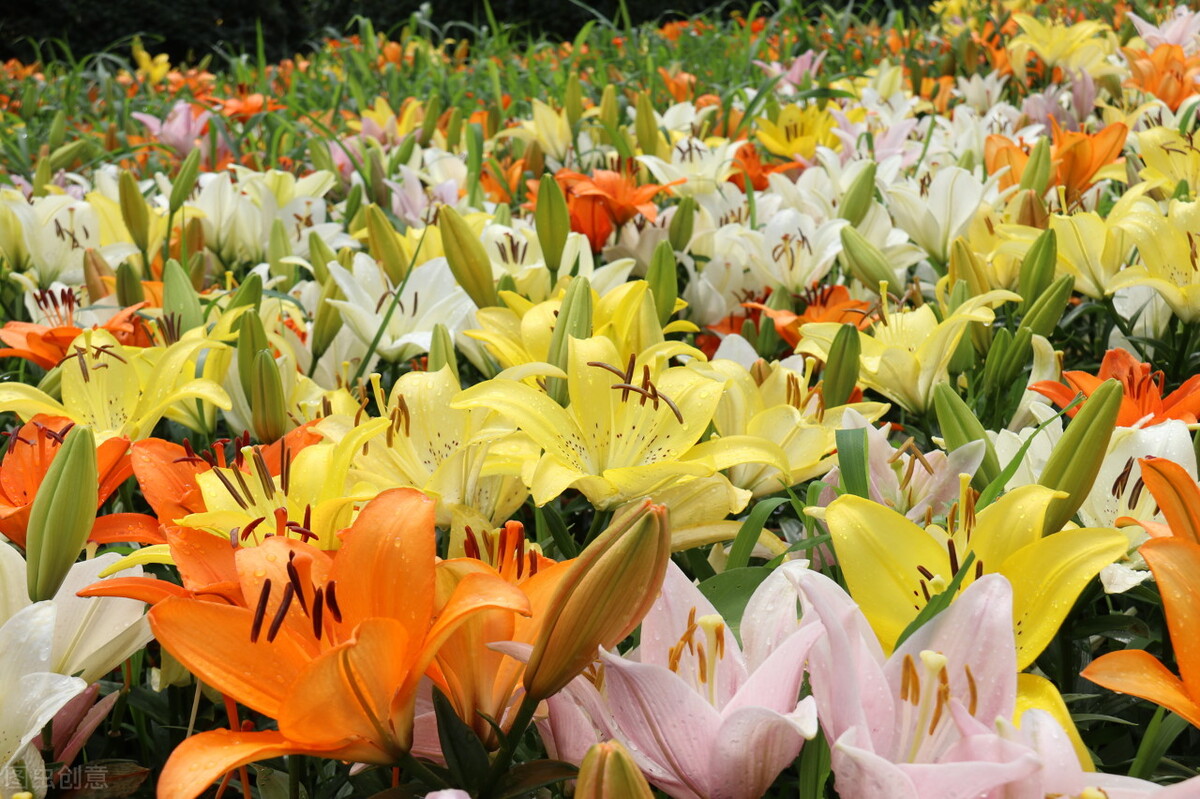 坚持日更一个月心得,坚持日更100天