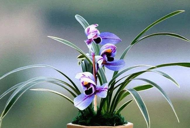 天价兰花多少钱一棵,天价兰花100盆