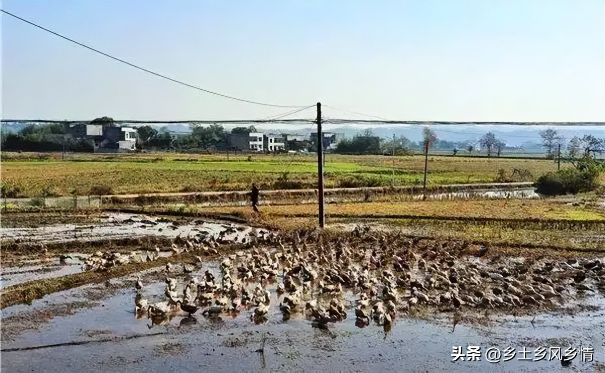 农民往冬闲田里放了一些鸭子，三个月后“空闲田”变成“增收田”