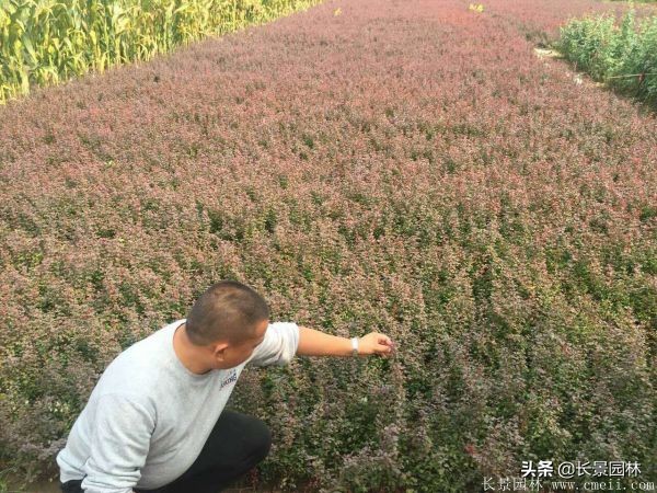 红叶小檗紫叶小檗的价格,红叶小檗幼苗批发基地