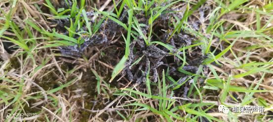 草坪要除草的方法,草坪锈病的病害预测及防治策略