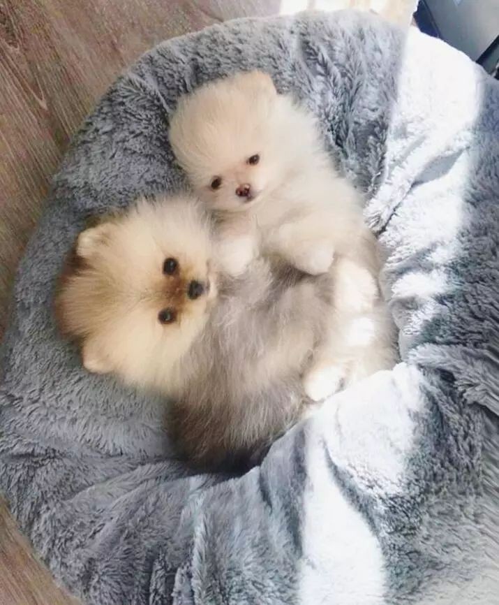 小狗狗放在哪里喂养更好,小狗狗怎么给它弄窝