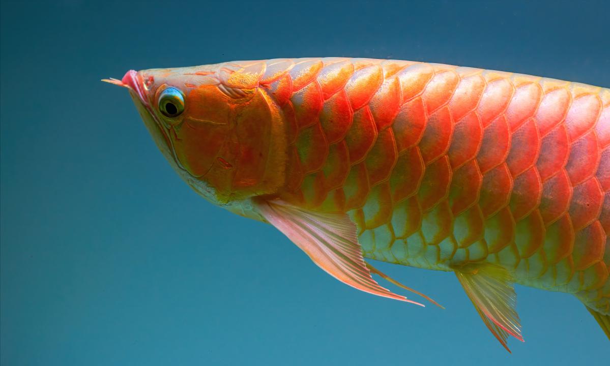 龙鱼烧鳍是什么原因,龙鱼烧尾现象