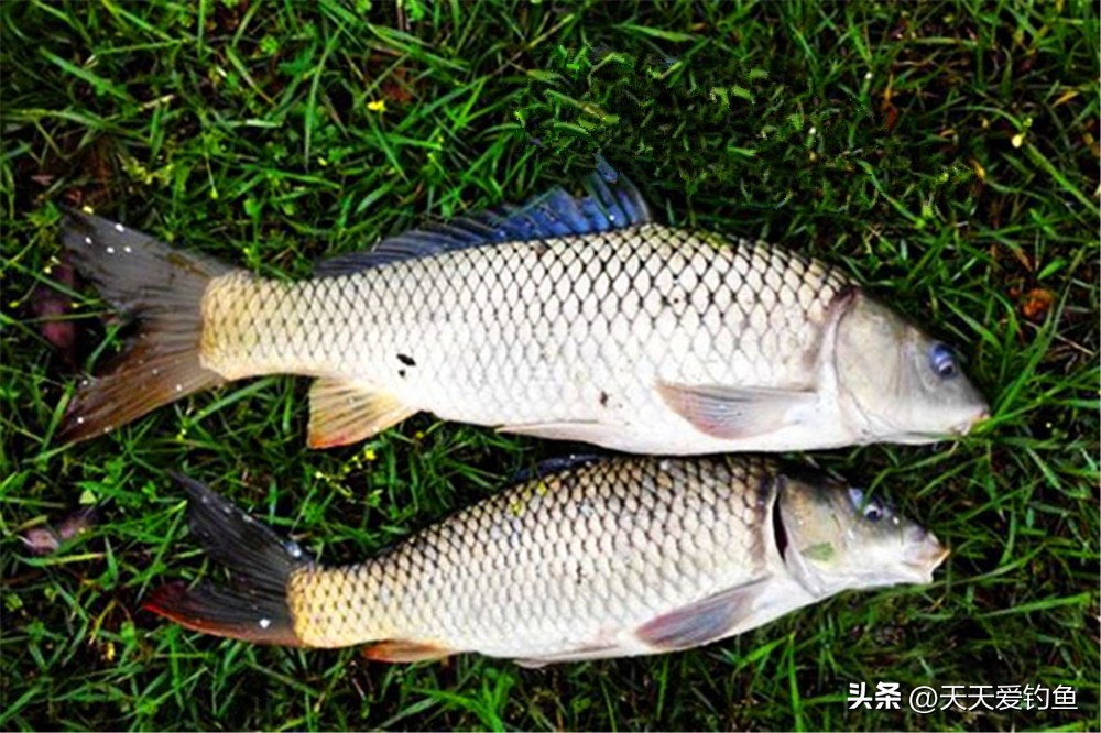 雨天鱼离底吗,雨天鱼怎么挑选好的呢