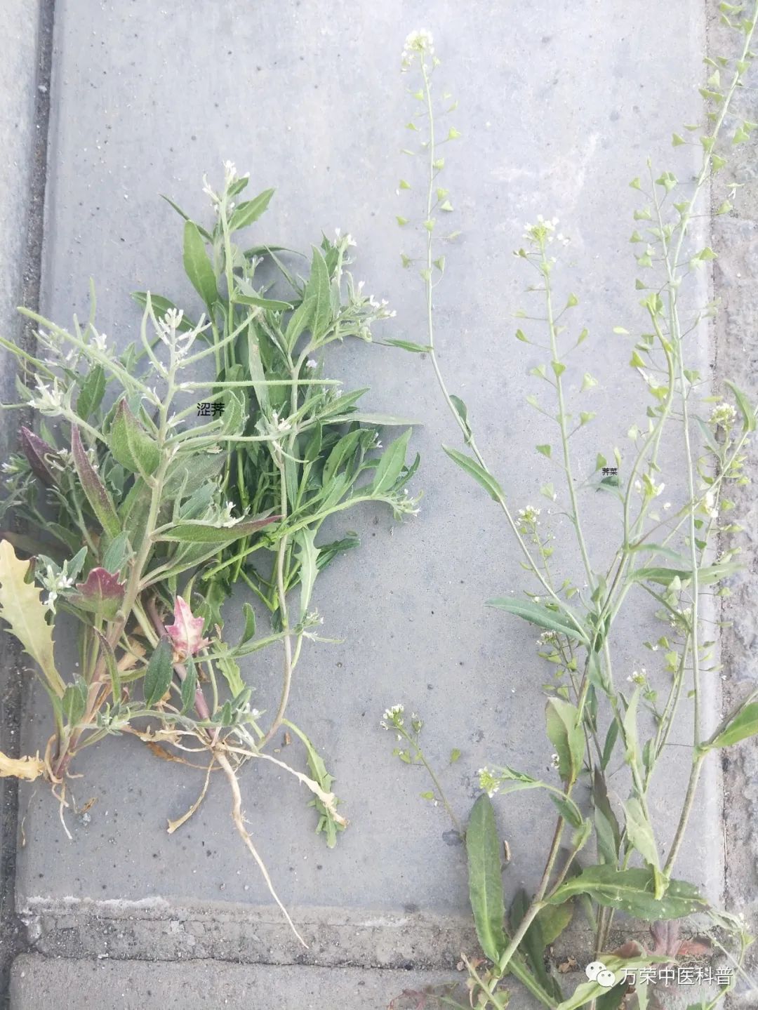 植物幼苗的发展过程详细,植物的幼苗在生长过程中