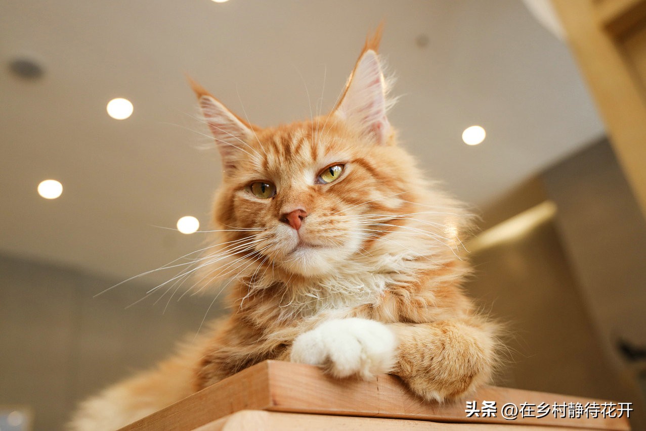 郑振铎的猫为什么总是死,郑振铎猫想对人类说些什么