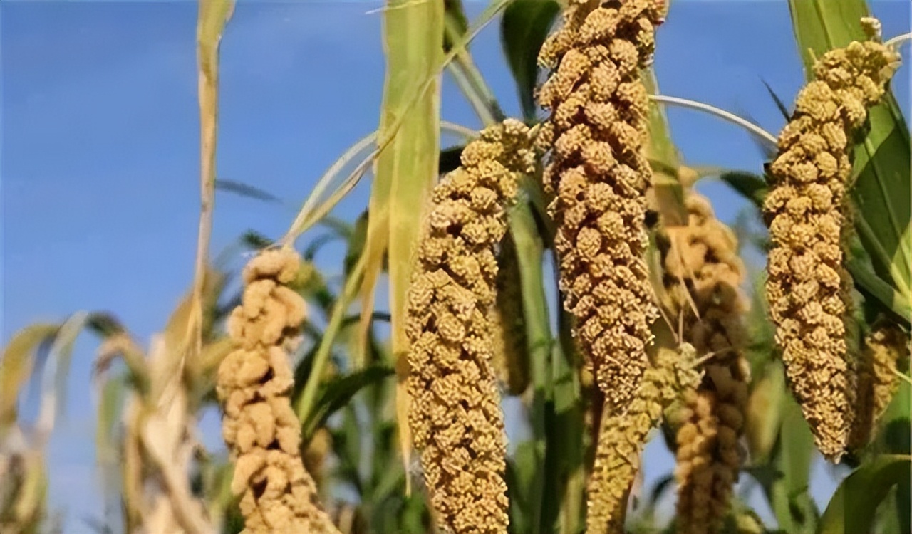 谷子的种植技术与管理课件,旱地谷子种植技术规范