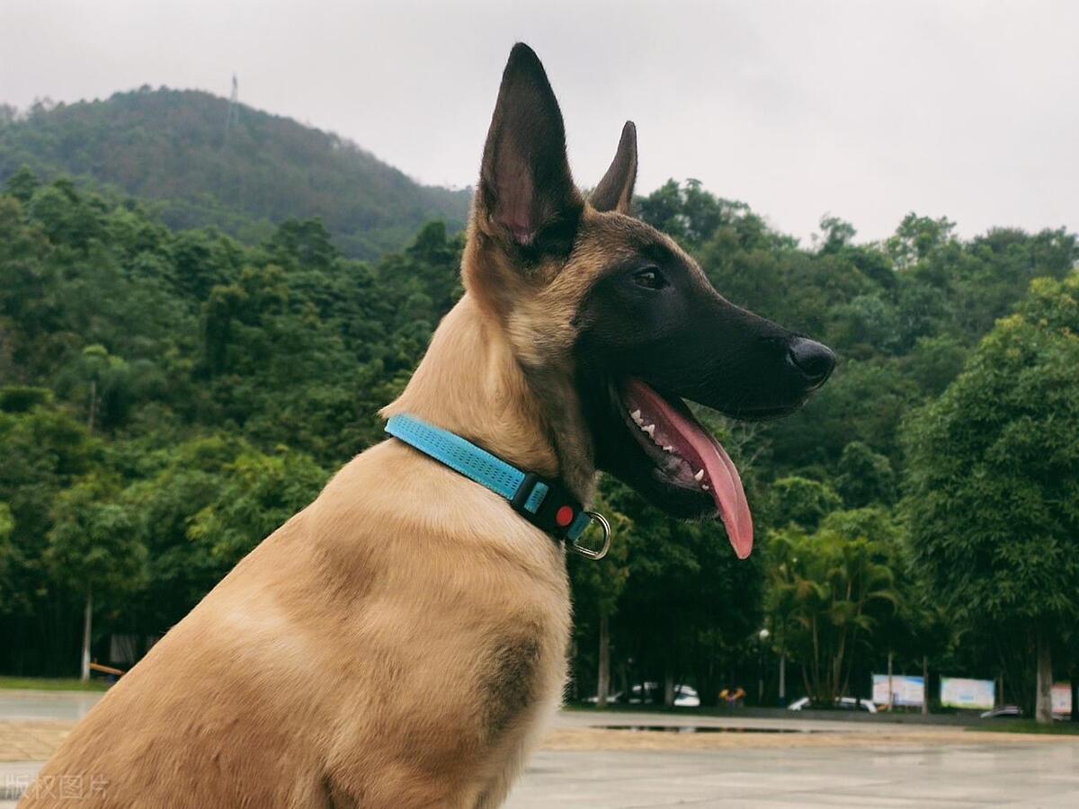 养狗一直不被狗抓,养狗不拴绳老是追人去哪里投诉