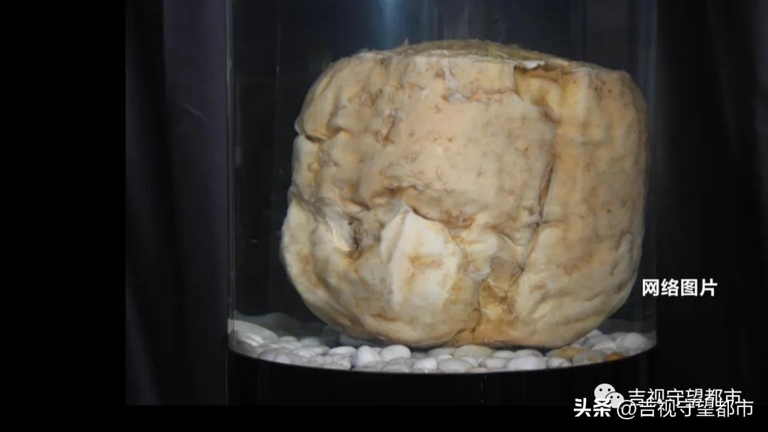 男子捡到太岁天天喝水,记者在河边采访村民捡到太岁