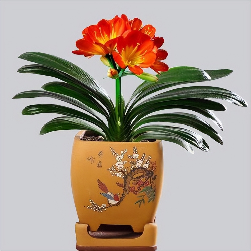 目前的君子兰怎样护养,怎么样能把君子兰养好