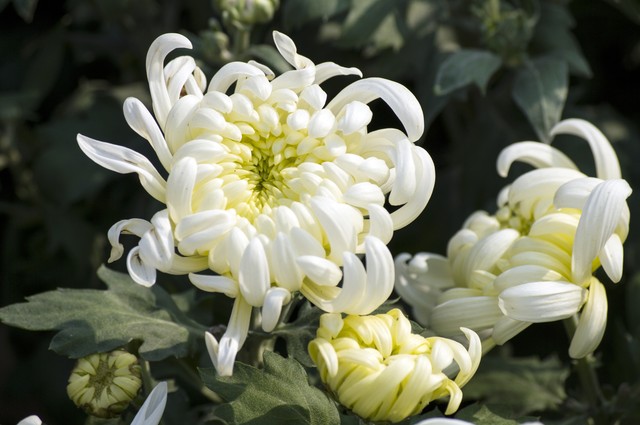 大姨妈量少怎么办,大姨妈来了怎么缓解疼痛