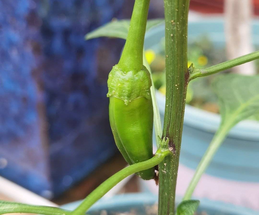 阳台种菜的方法和技巧大全集,阳台种菜的方式和技巧