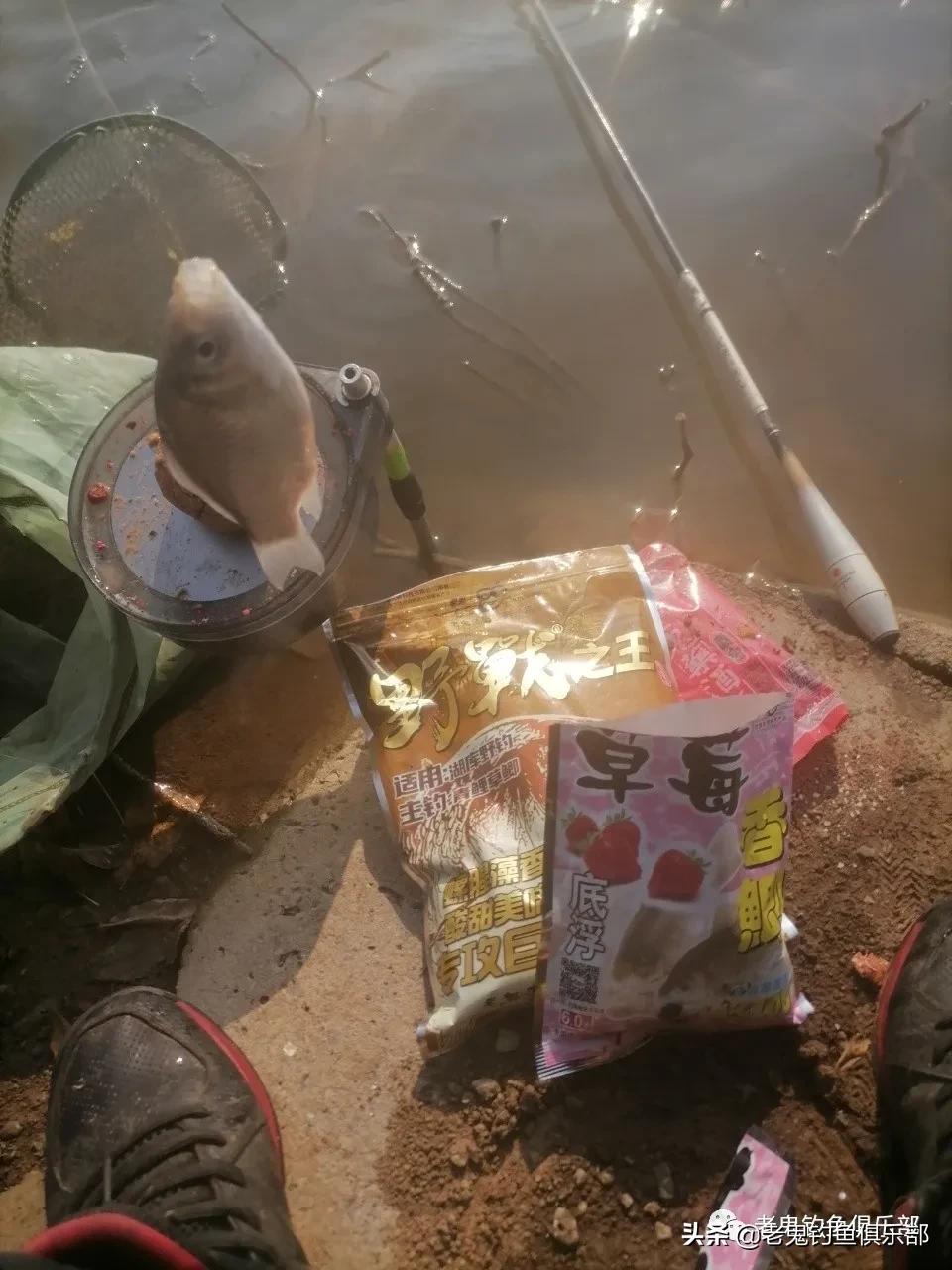野战之王巨物冬钓鲫鲤如何搭配,野钓之王巨物版能钓鲫鱼吗