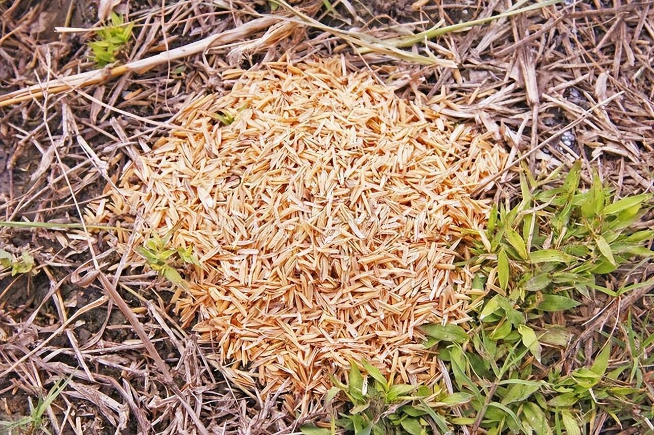 日本制作稻壳炭技术,稻壳热解气化制备稻壳炭