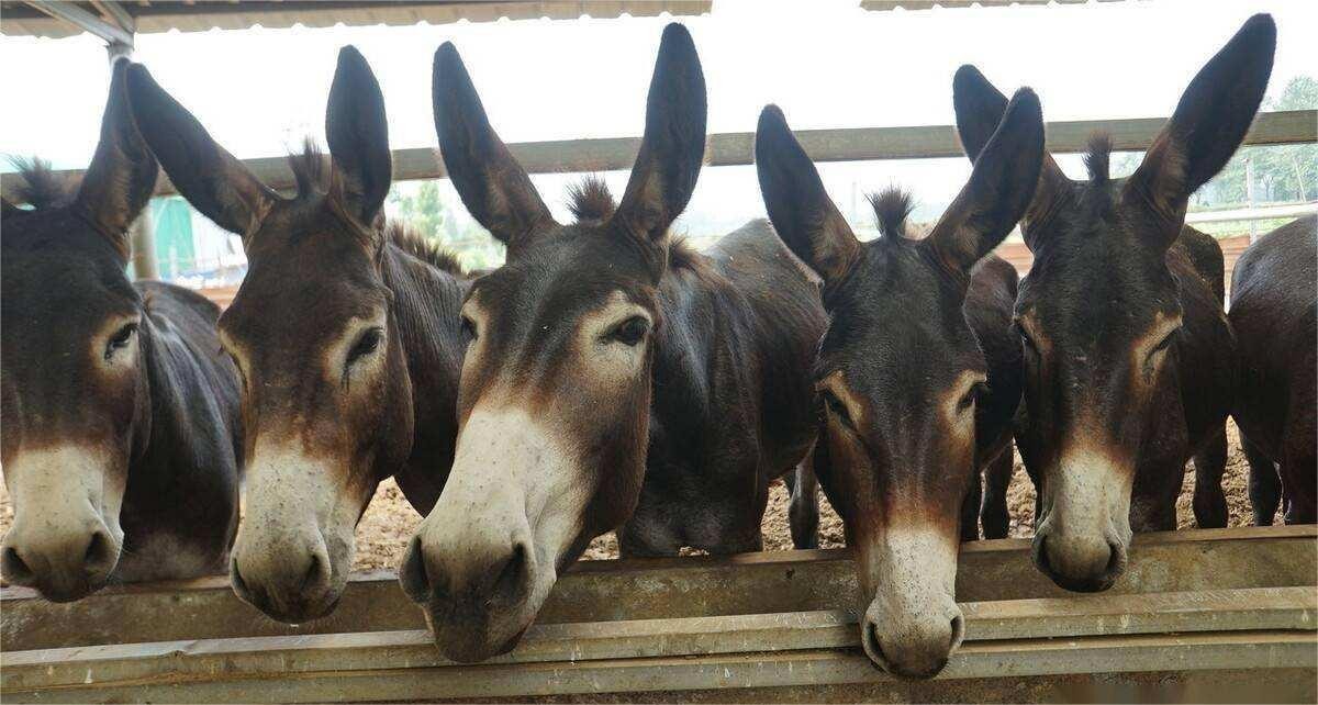 养一头驴一年可以赚多少,养多少头驴能赚钱