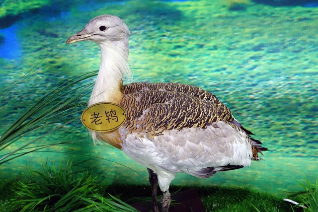 警“鸨”扫黄闹剧