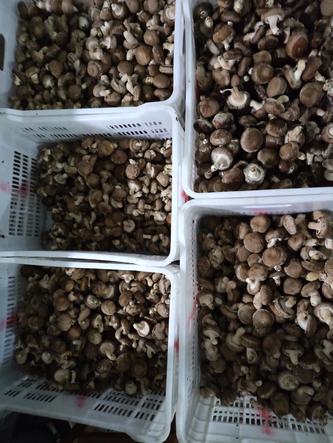 吕梁传统文化村落带动乡村振兴,加强传统村落保护与乡村振兴衔接