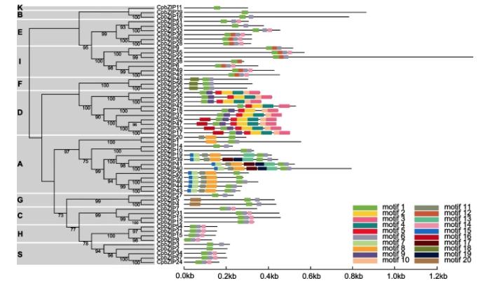 碱性亮氨酸拉链的介入，会对青钱柳根茎发育产生多大影响？