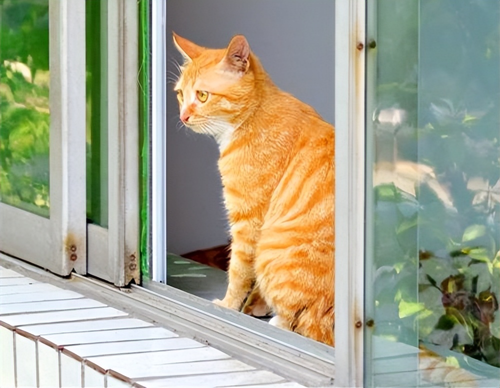 养猫之后的生活会有4点改变,养猫之后这6件事你一件也逃不掉