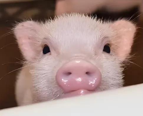 茶杯猪有多可爱,茶杯猪有多大