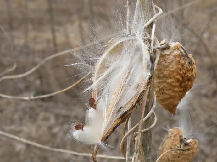 中药古今研究郁金,中药古今研究泽兰