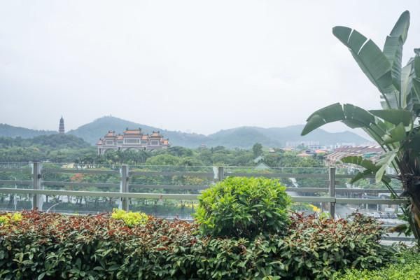 美食与美景交织,端午来顺德畅玩一夏