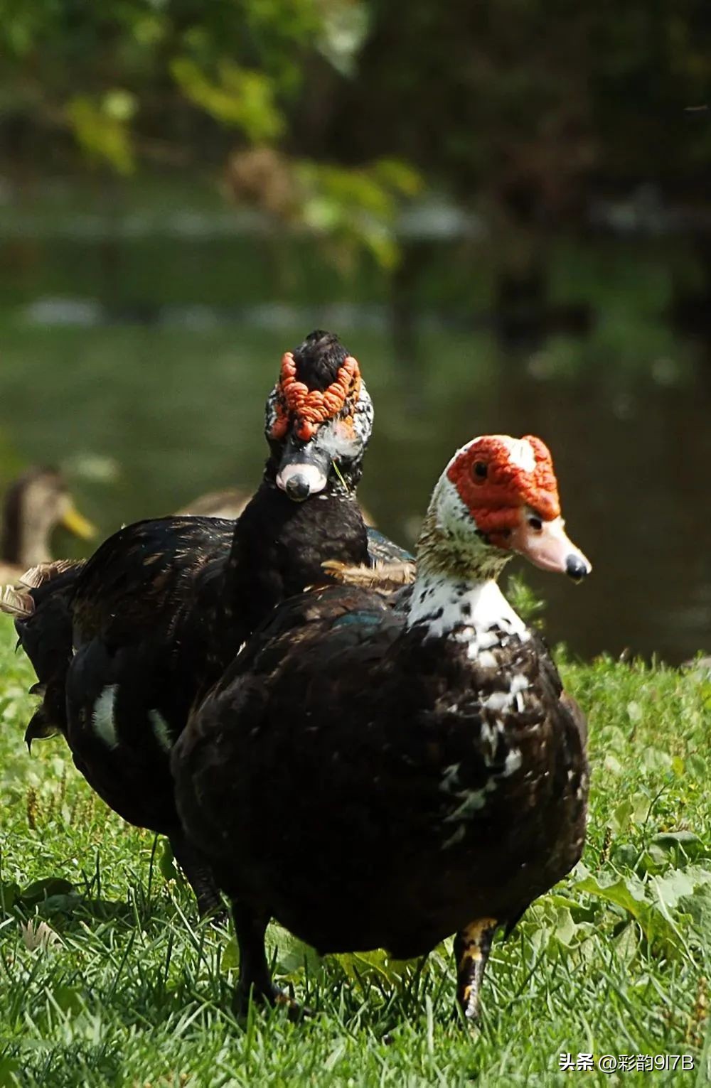 尝鲜砂锅姜母鸭半只优惠团购,正宗原汁姜母鸭