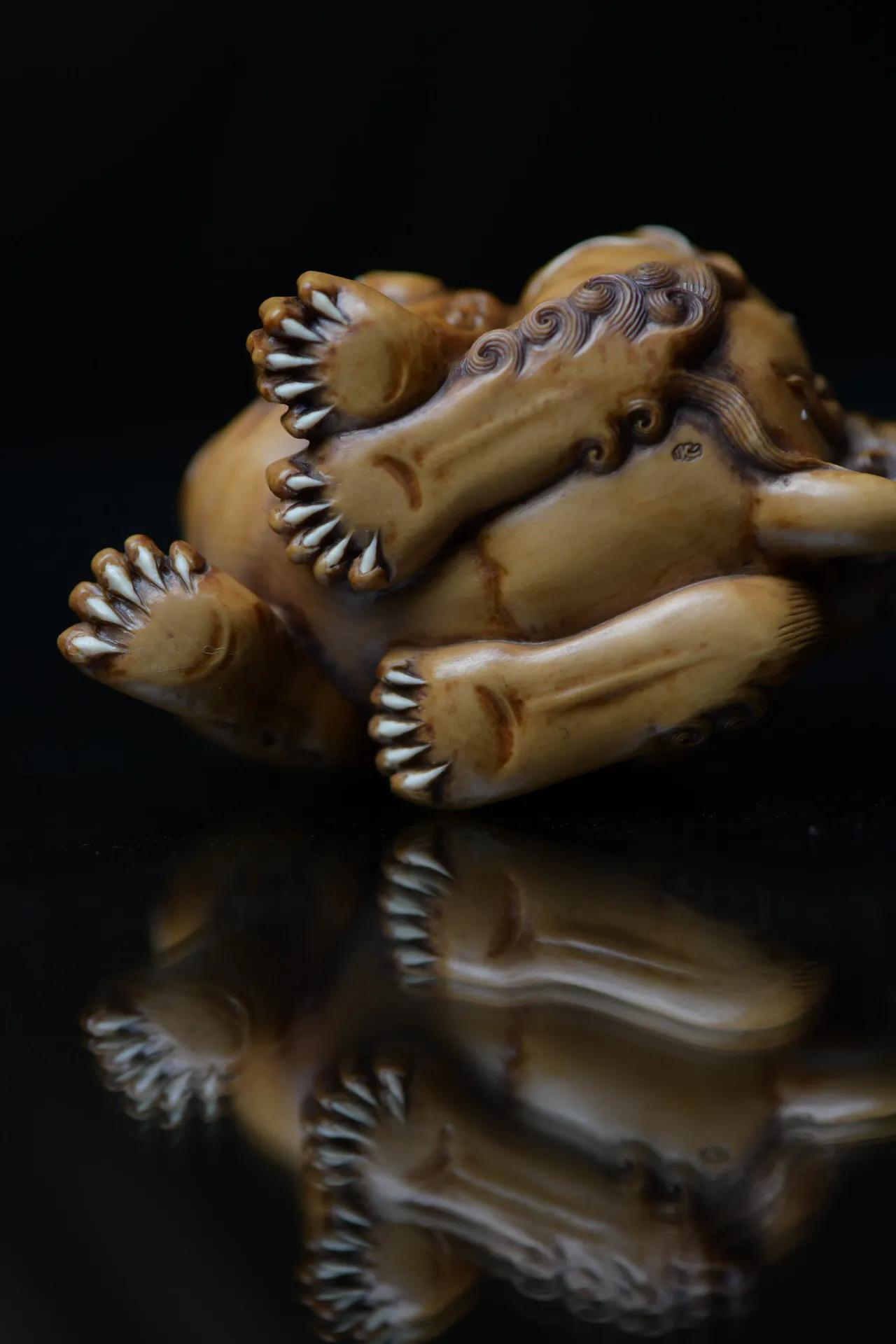 松狮犬的寿命有多长,松狮犬