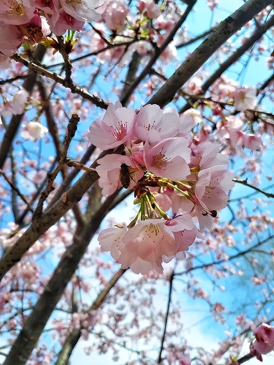 樱花季日本小众赏樱,樱花季全球赏樱胜地盘点