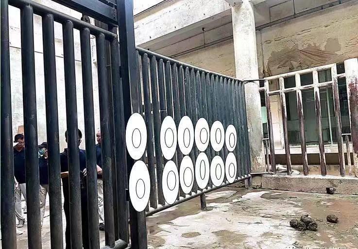 亚洲象腿疾复发，园方称正精心诊疗，将安装轮胎墙缓解象腿压力