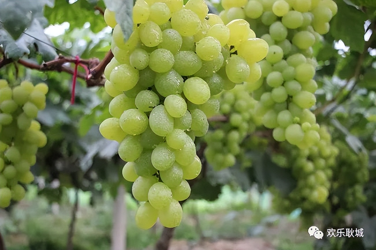 瀹夊窘浜烘潵鏃呮父,榛勫北鏃呮父钁¤悇