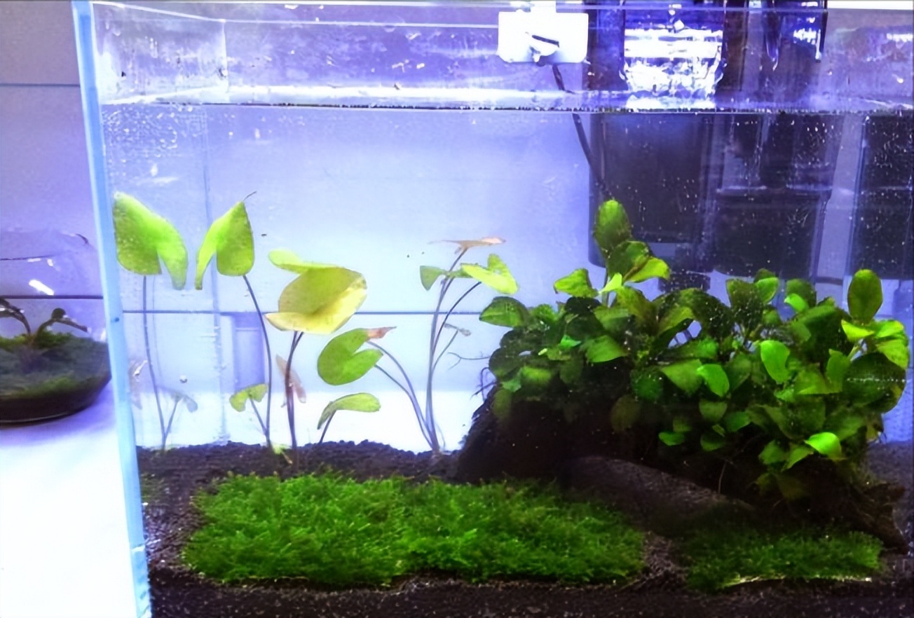 30缸天空之城鱼缸造景,20厘米鱼缸原生缸造景