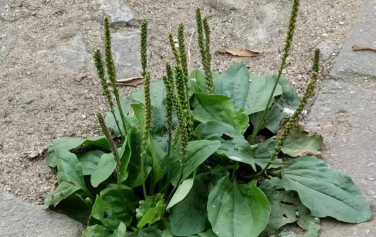 车前草煮水有什么用,车前草煮水有什么用处