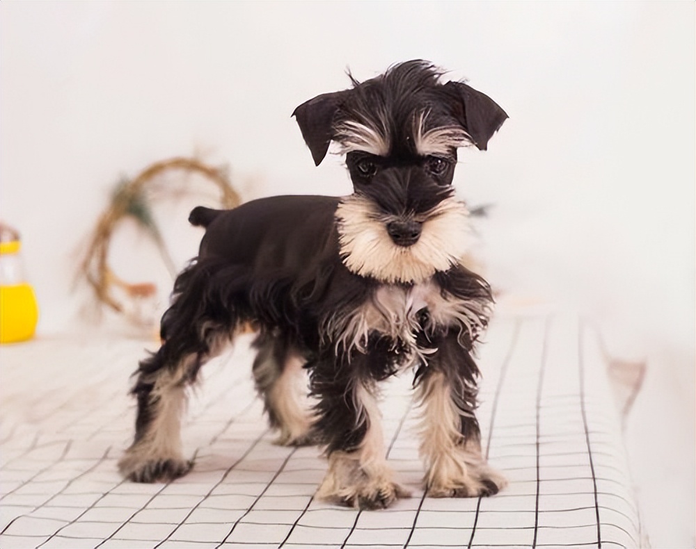 什么狗最好养又没体臭,哪种狗不臭聪明听话又好养