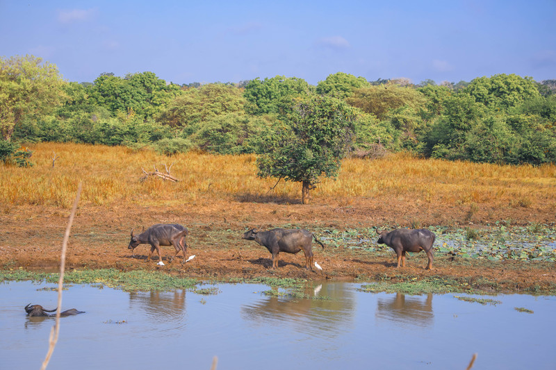 斯里兰卡旅游攻略必去景点,斯里兰卡最佳旅游攻略