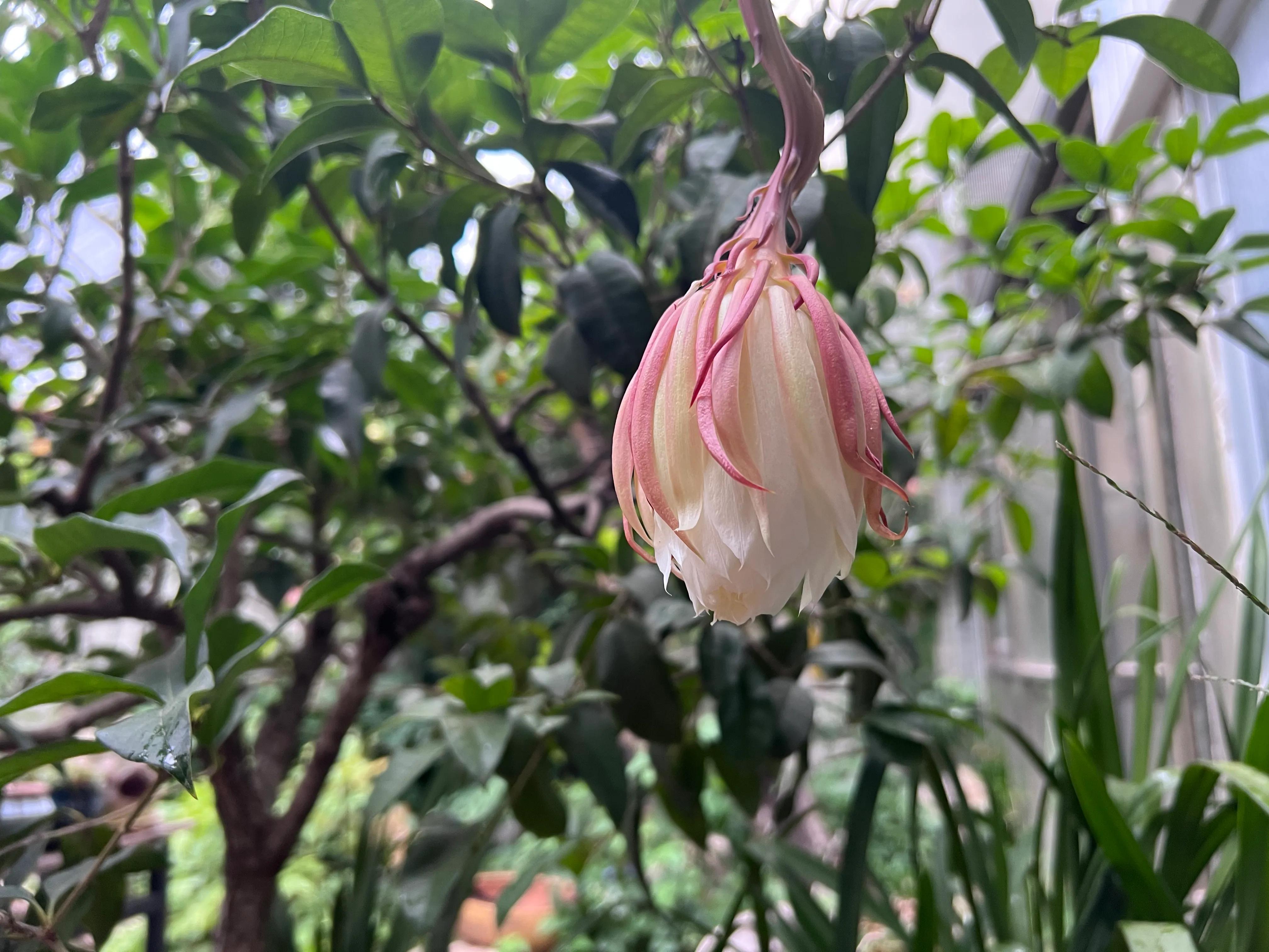 小院又恢复了往日的平静,小院又东风