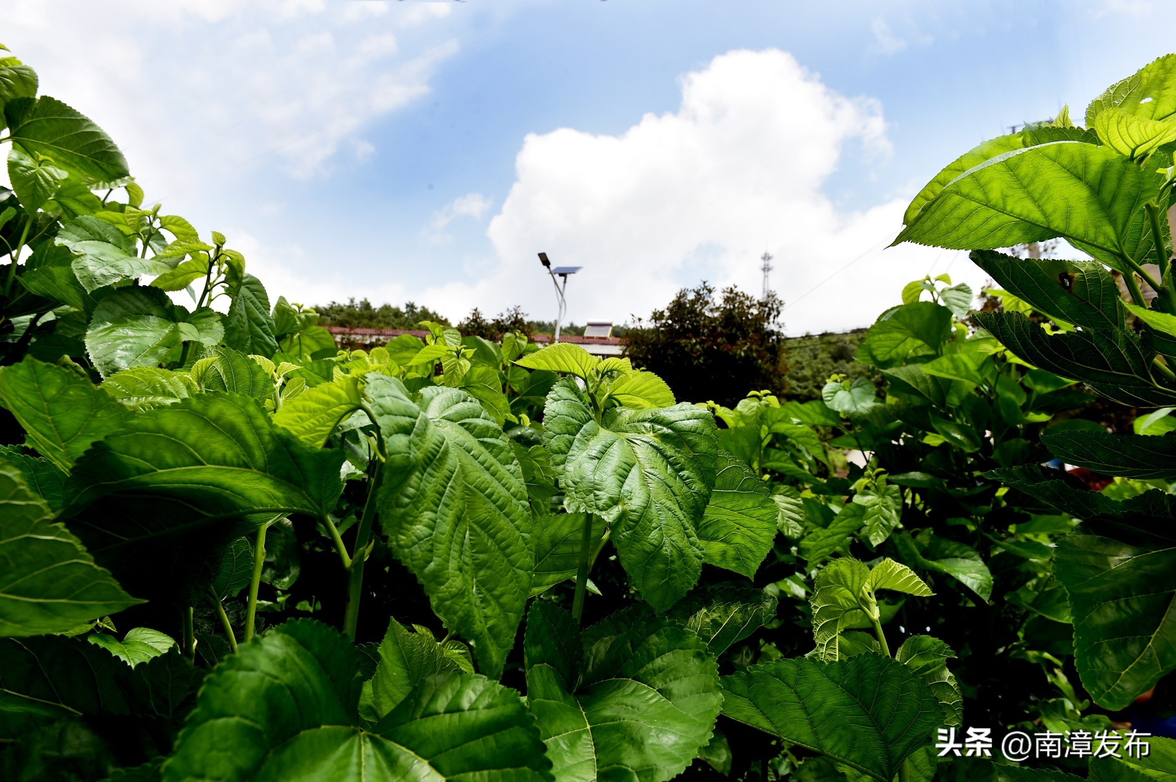 学习强国丨湖北南漳：小蚕共育送到户铺就致富“新丝路”
